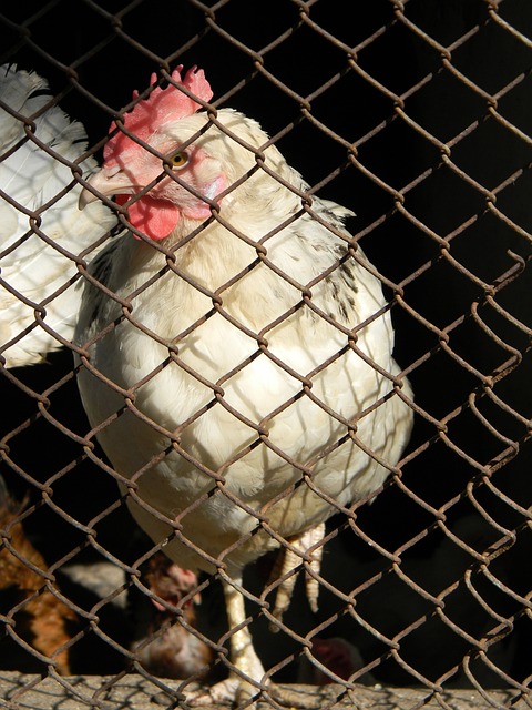 点开花的进 点开花的进